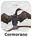 Cormorano